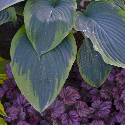 Shadowland® Wu-La-La | Hosta