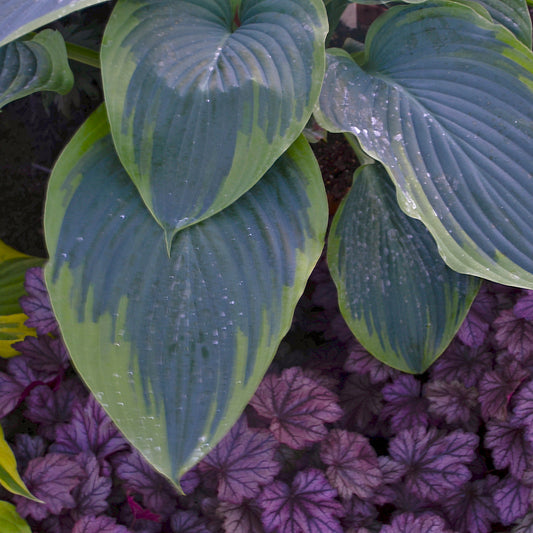 Shadowland® Wu-La-La | Hosta