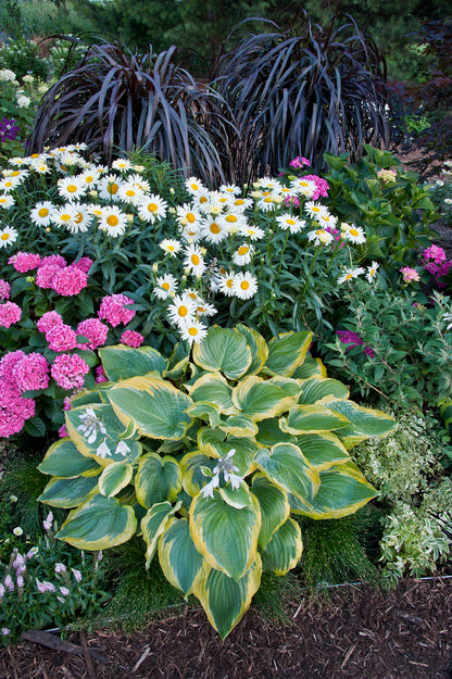 Seducer® Hosta - photo 2