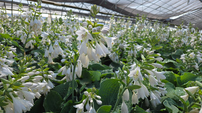 Elegans | Hosta