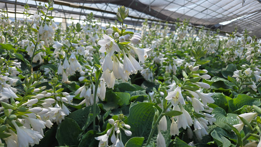 Elegans | Hosta