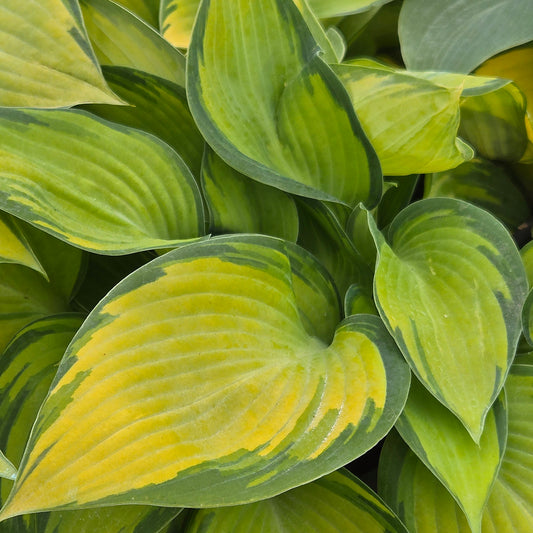 June | Hosta