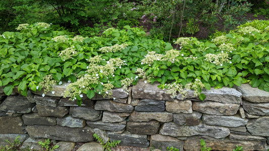 Climbing Hydrangea - photo 2