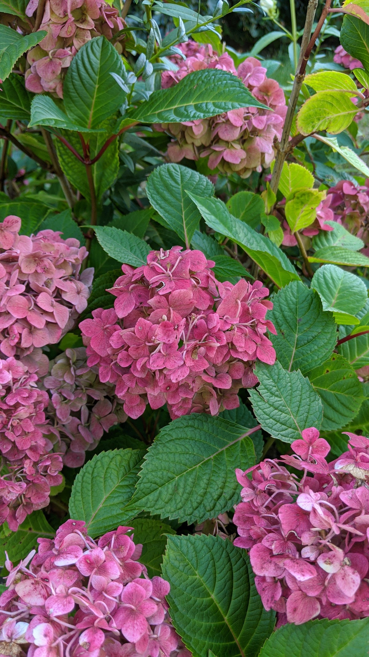 Endless Summer® Bloomstruck Mophead Hydrangea (Hydrangea m 'E.s.bloomstruck')