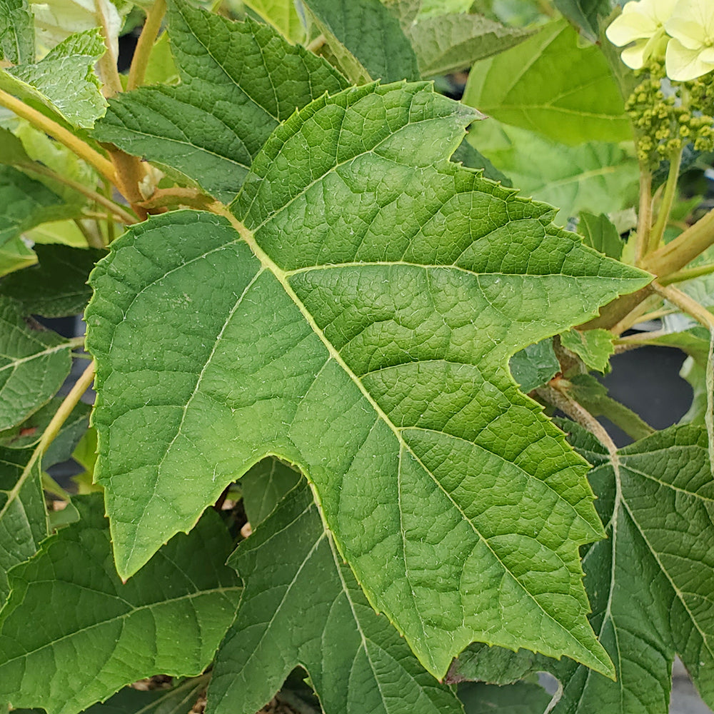 Munchkin | Oakleaf Hydrangea