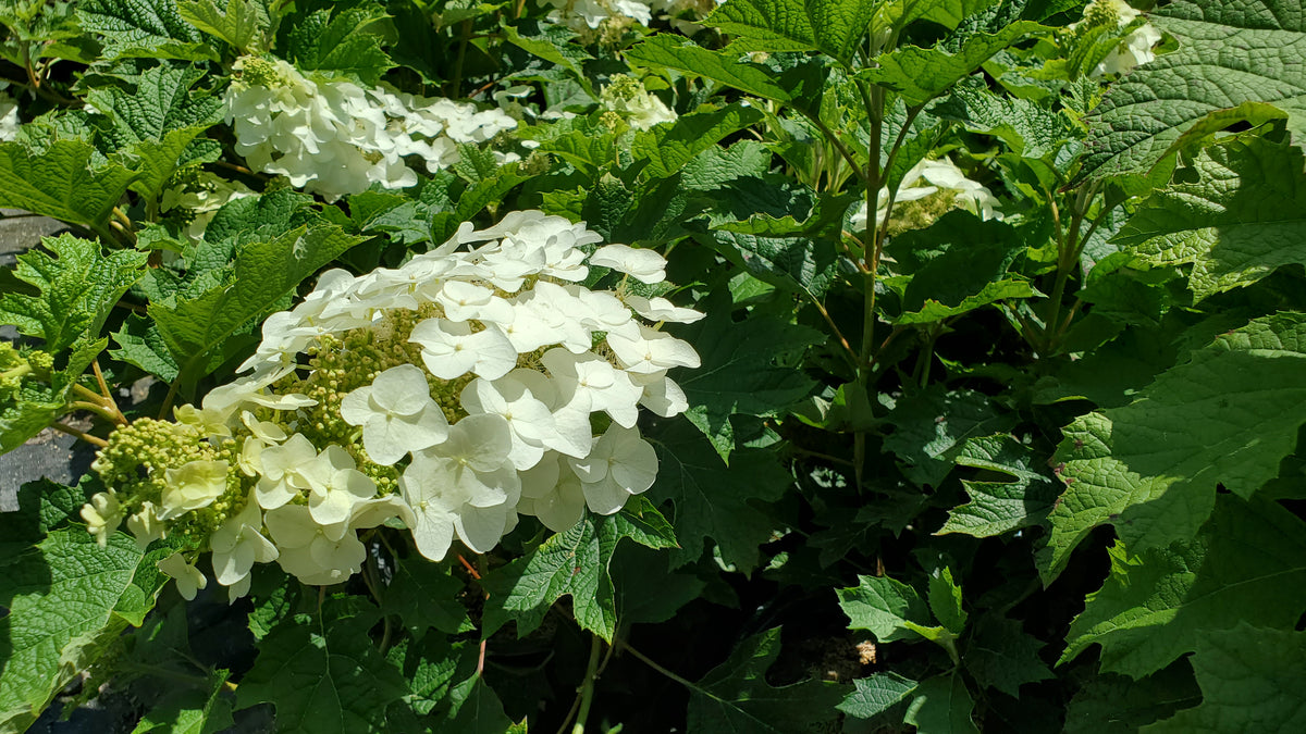 Ruby Slippers Oakleaf Hydrangea (Hydrangea que. 'Ruby Slippers')
