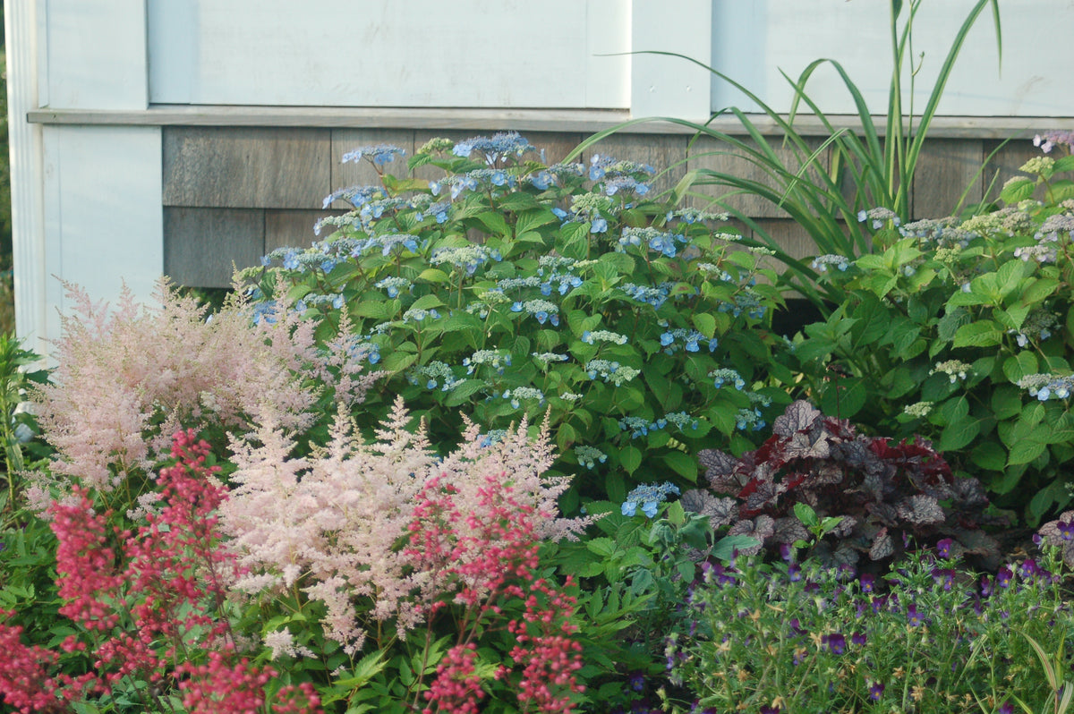 Blue Billow Hydrangea (Hydrangea m.s. 'Blue Billow')
