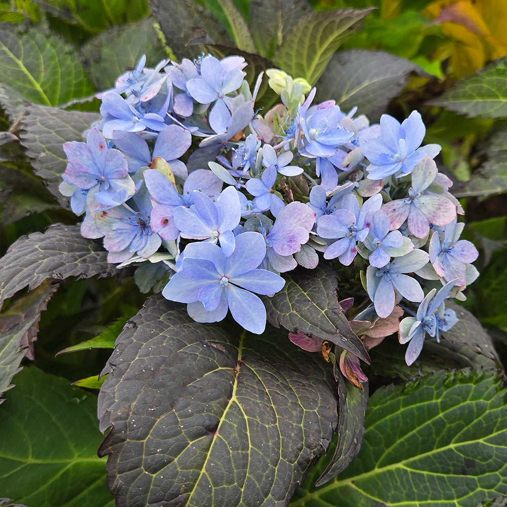 Tuff Stuff® Ah-Ha Hydrangea (Hydrangea m.s. 'Tuff Stuff Ah-ha')