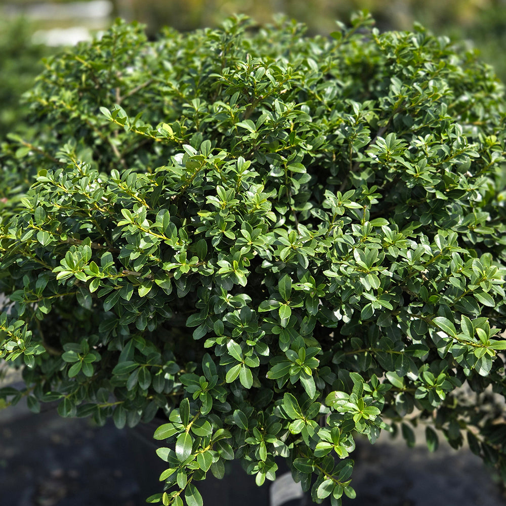 Green Luster Japanese Holly