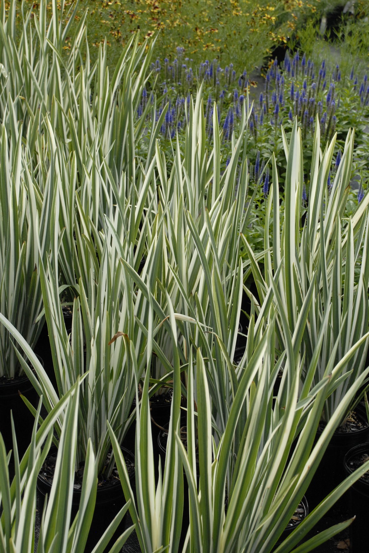 Japanese Variegated Iris