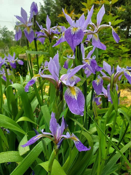 Blue Flag Iris