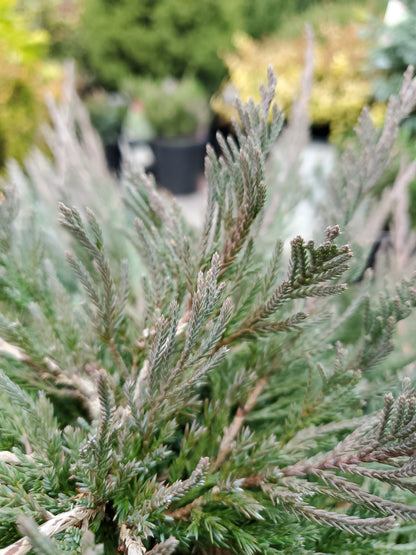 Bar Harbor Juniper - photo 2