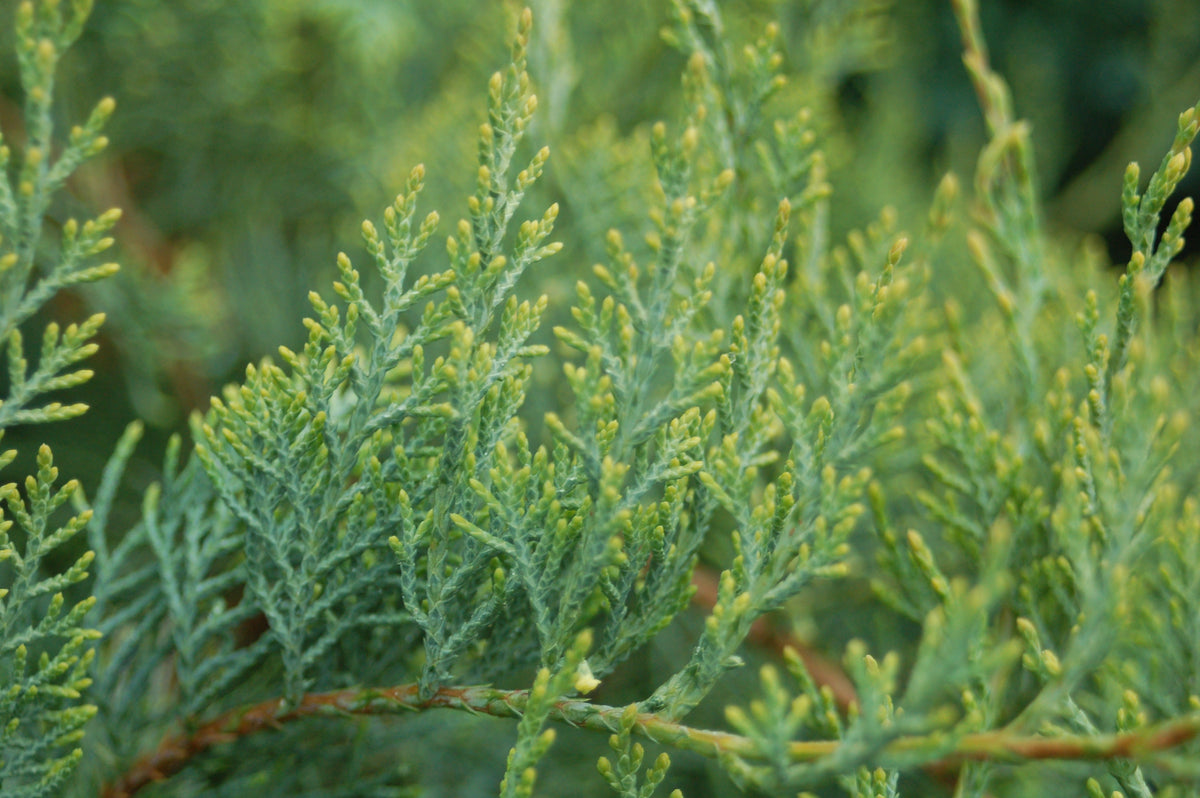 Grey Owl Juniper (Juniperus virginiana 'Grey Owl')