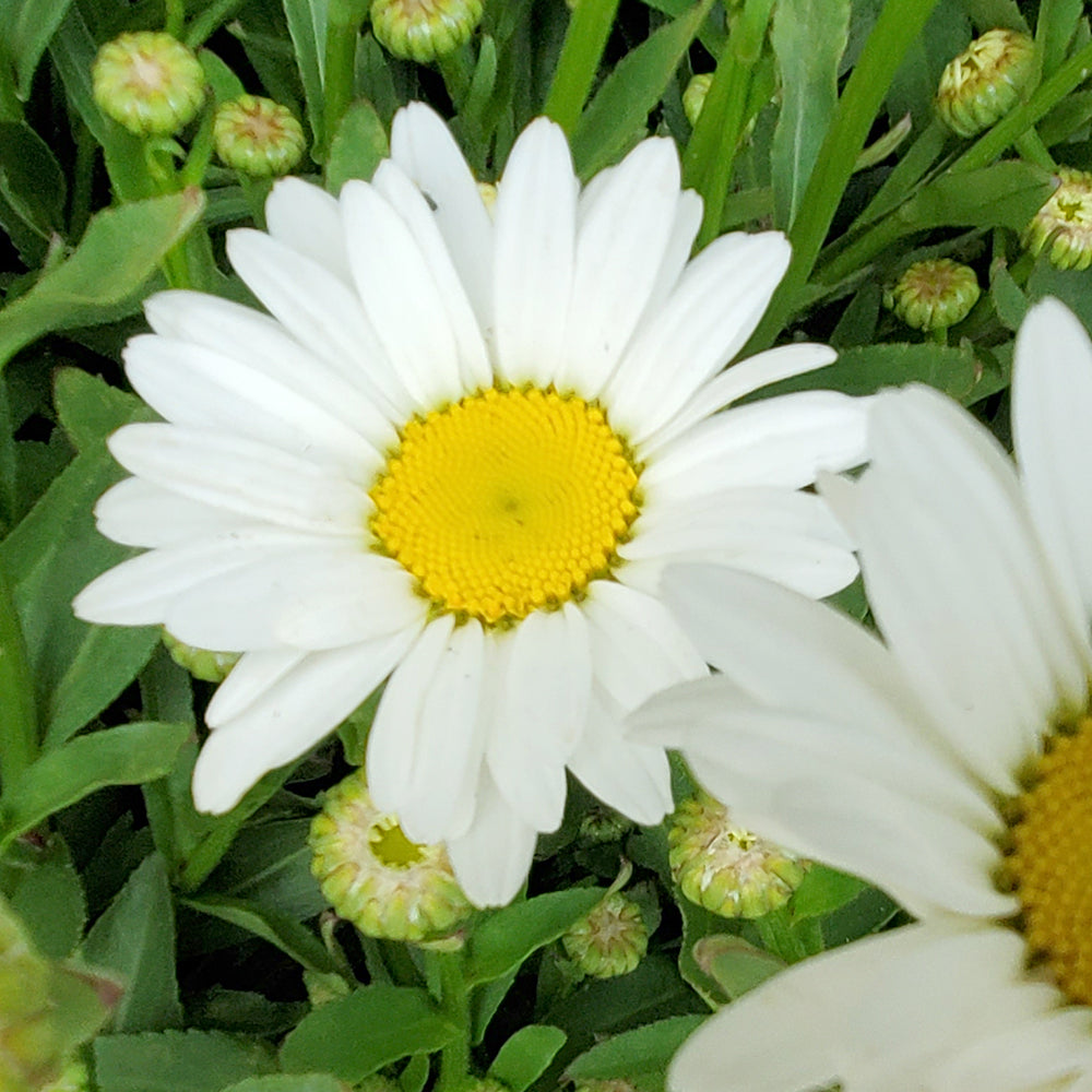 Becky | Shasta Daisy