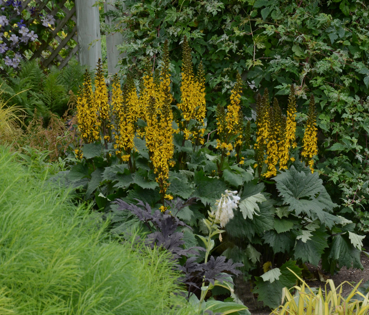 Bottle Rocket Ligularia (Ligularia 'Bottle Rocket')