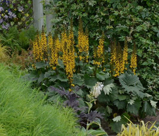 Bottle Rocket Ligularia (Ligularia 'Bottle Rocket')