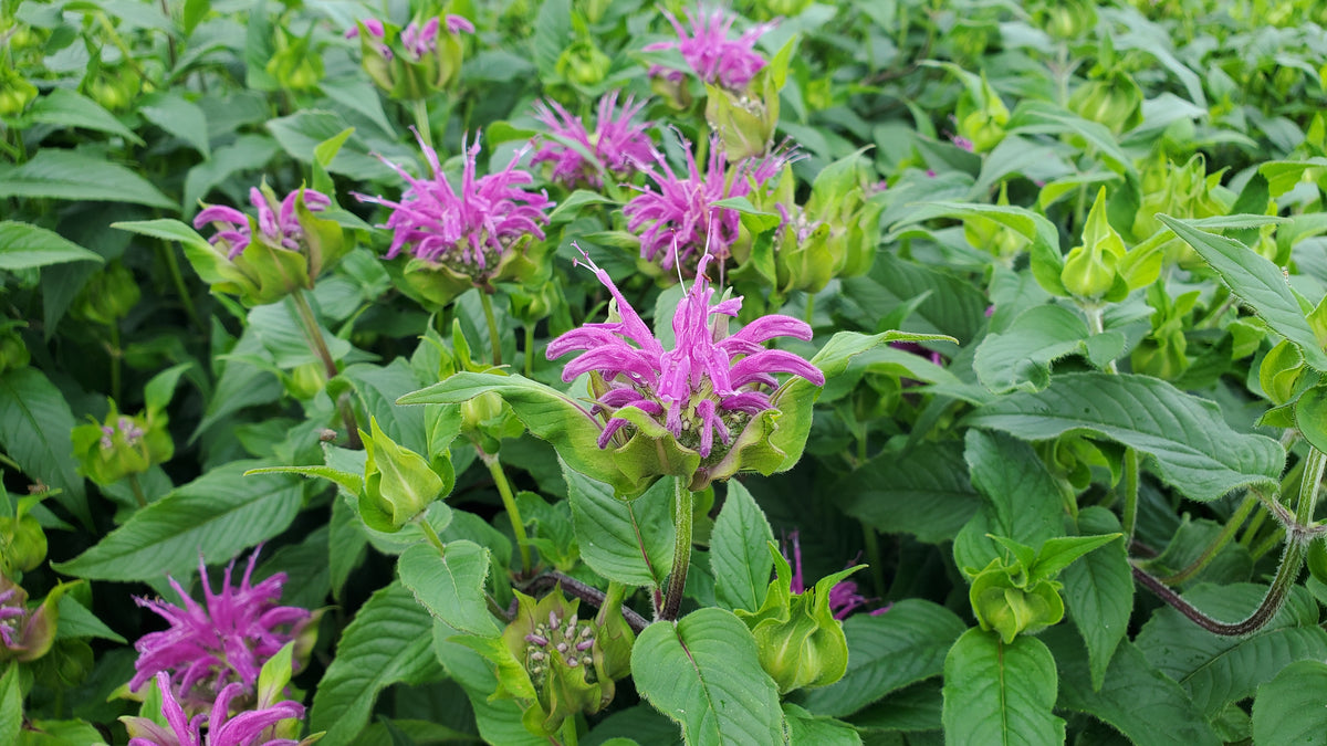 Blue Stocking Bee Balm (Monarda 'Blue Stocking')