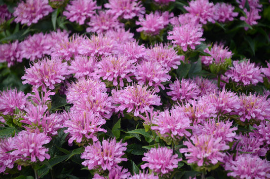 Pardon My Lavender Bee Balm (Monarda 'Pardon My Lavender')