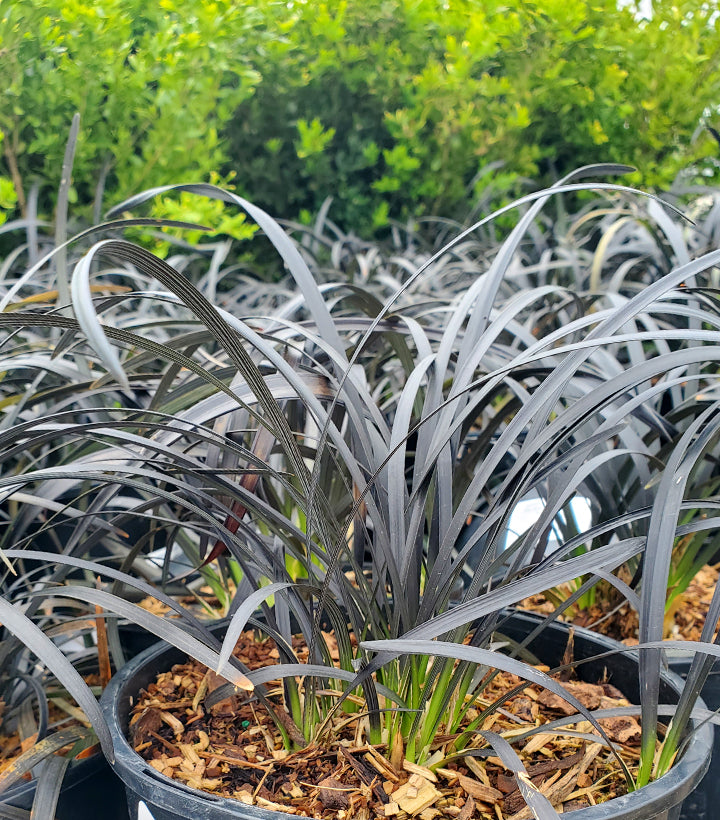 Black Mondo Grass