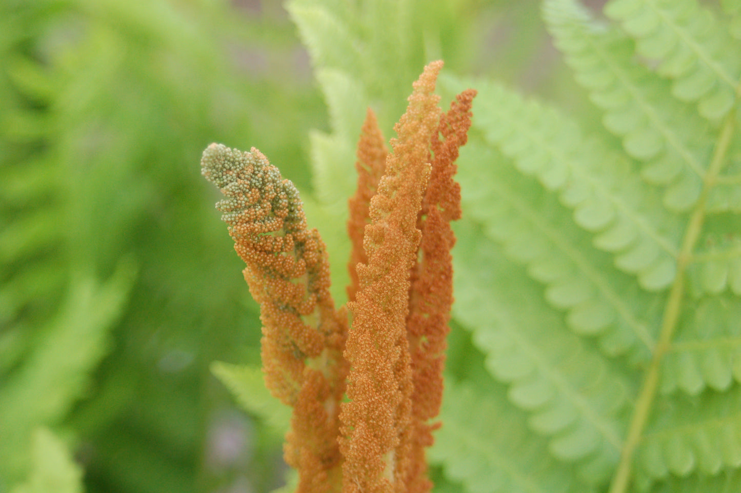 Cinnamon Fern