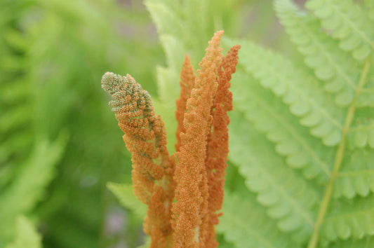 Cinnamon Fern