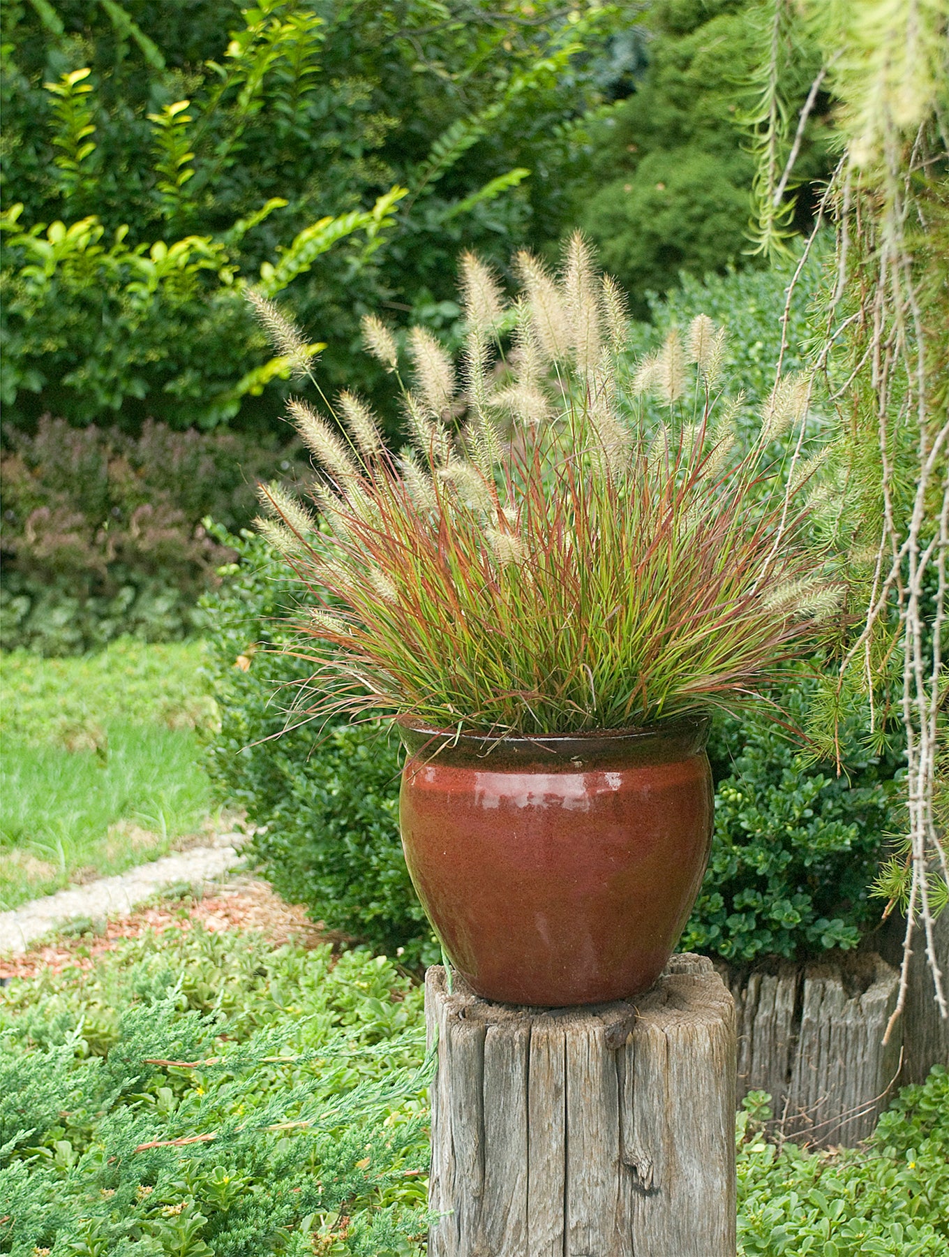 Burgundy Bunny | Fountain Grass