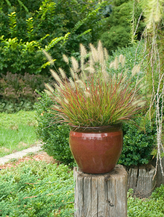 Burgundy Bunny | Fountain Grass