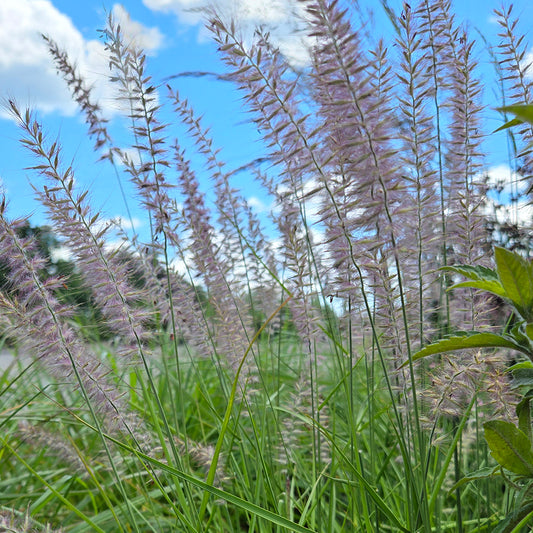 Karley Rose | Fountain Grass