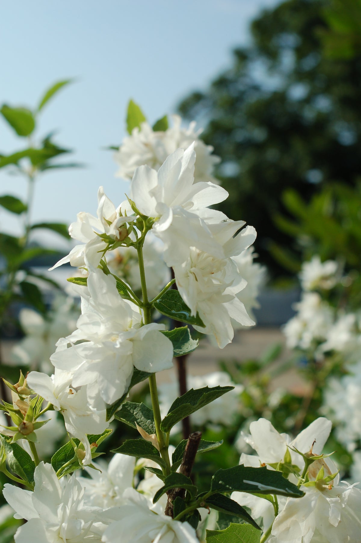 Buckley's Quill Mock Orange (Philadelphus 'Buckley's Quill')