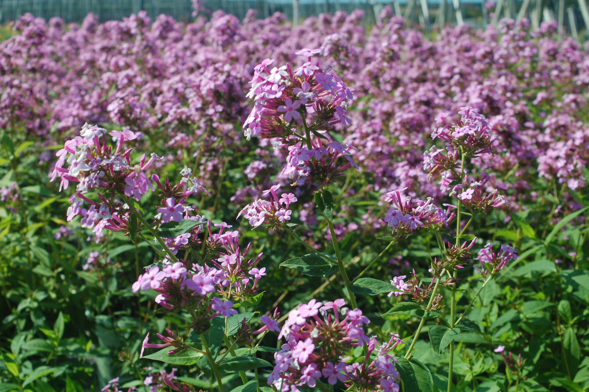 Jeana Upright Garden Phlox - photo 3