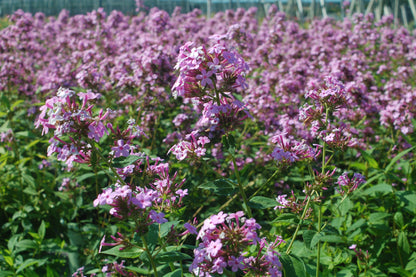 Jeana Upright Garden Phlox - photo 3