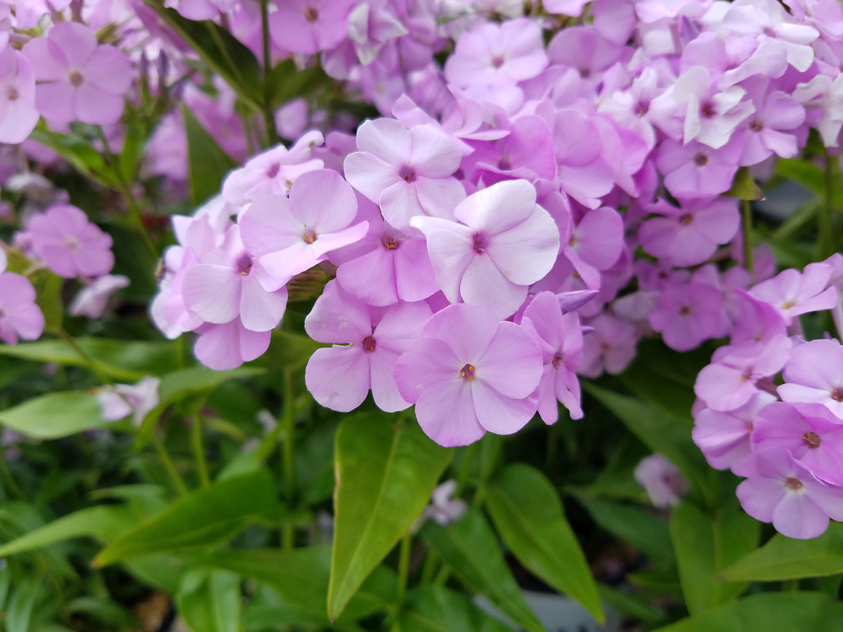 Opening Act Blush® Upright Garden Phlox (Phlox 'Opening Act Blush')