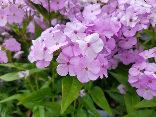 Opening Act Blush® Upright Garden Phlox (Phlox 'Opening Act Blush')