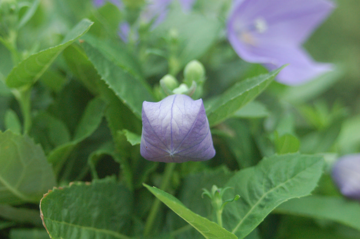 Sentimental Blue Balloon Flower - photo 2