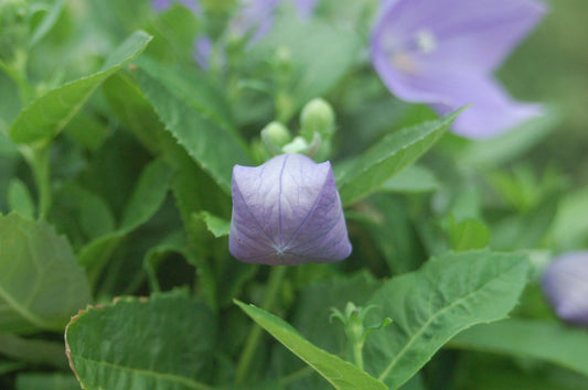 Sentimental Blue Balloon Flower - photo 2