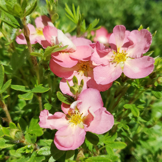 Happy Face® Hearts | Cinquefoil