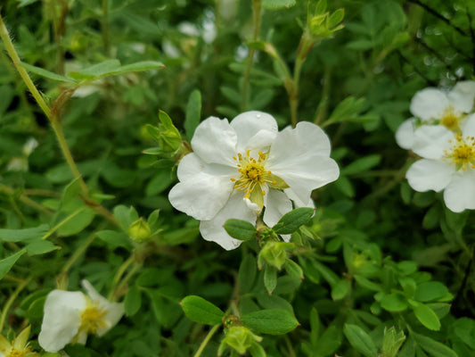 Happy Face® White | Cinquefoil