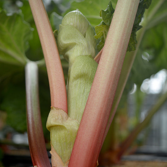Victoria Rhubarb - photo 2