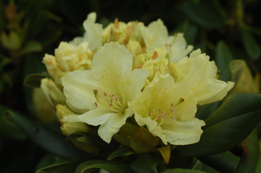 Capistrano Rhododendron (Rhododendron 'Capistrano')