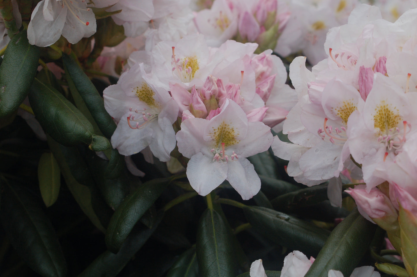 Cat Album | Rhododendron