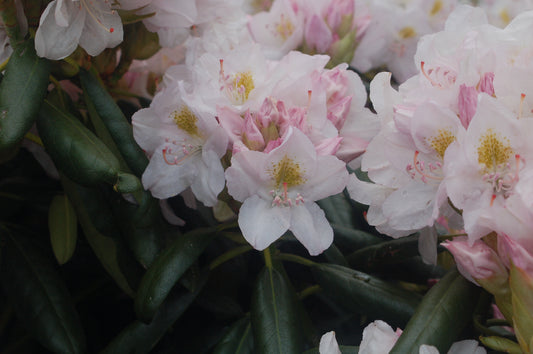 Cat Album | Rhododendron