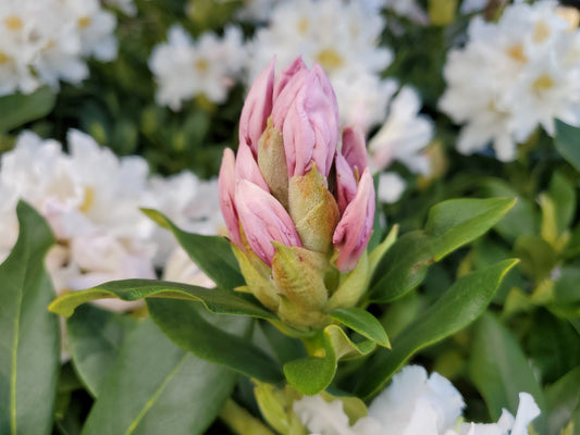 Cunningham's White | Rhododendron