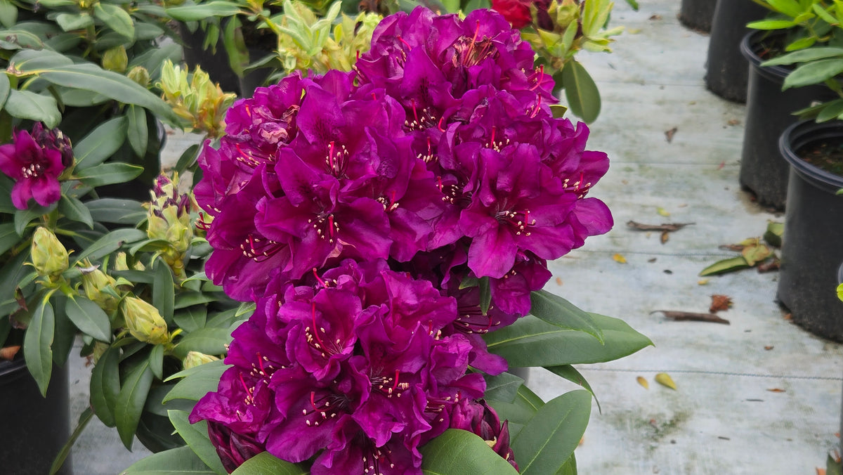 Polar Night Rhododendron (Rhododendron 'Polar Night')