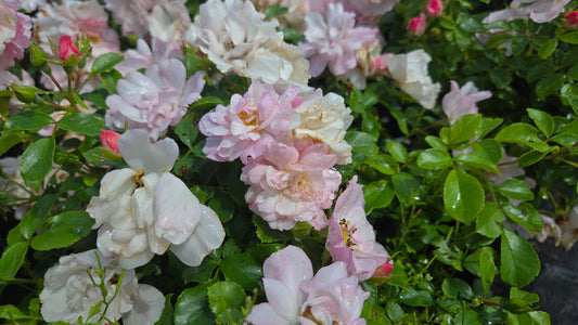 Flower Carpet® Apple Blossom | Groundcover Rose