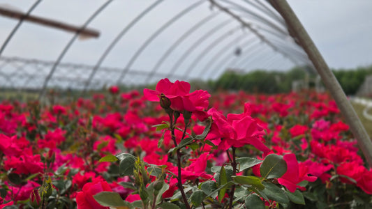 Knock Out® | Rose