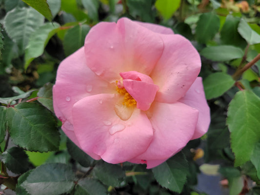 Knock Out® Peachy | Rose