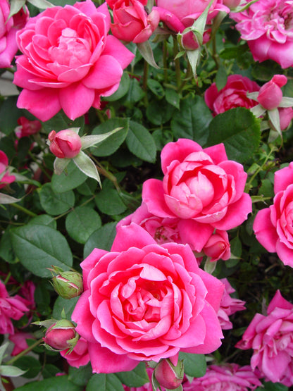 Knock Out® Double Pink | Rose