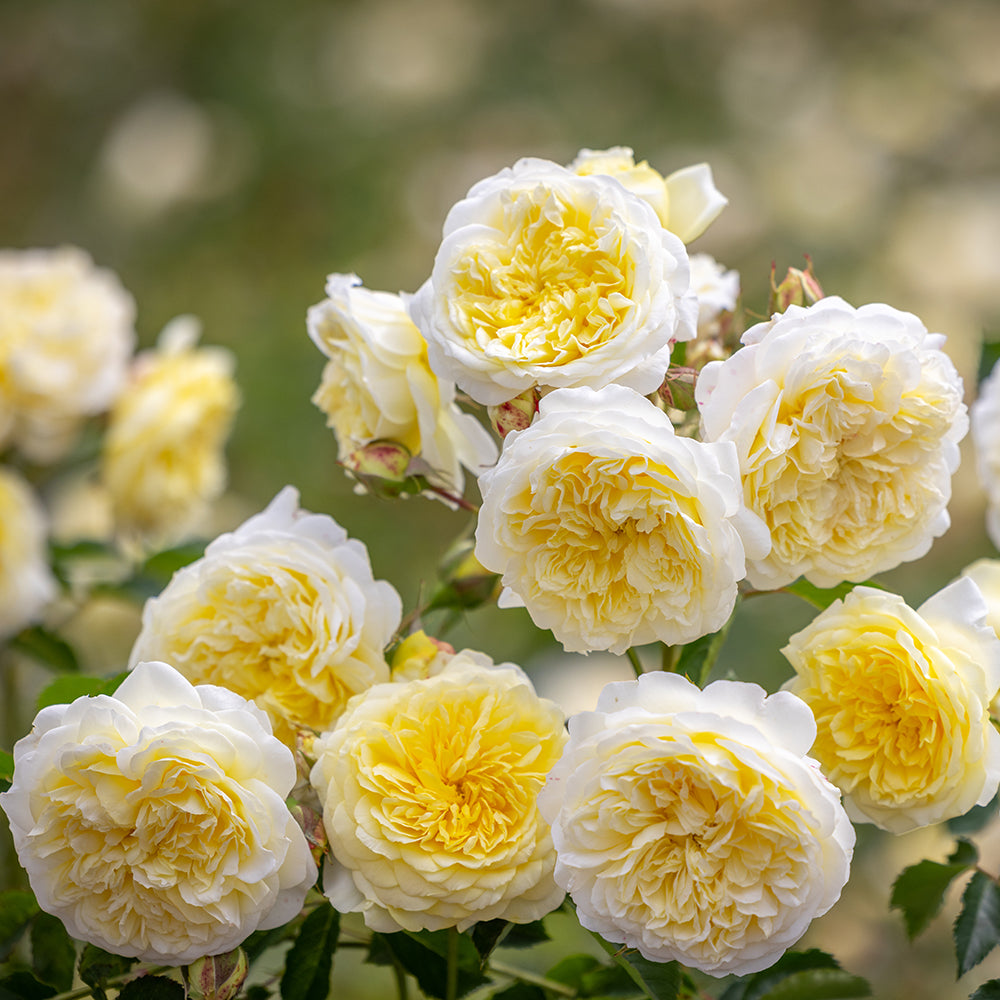 The Pilgrim David Austin Rose (Rosa 'The Pilgrim')