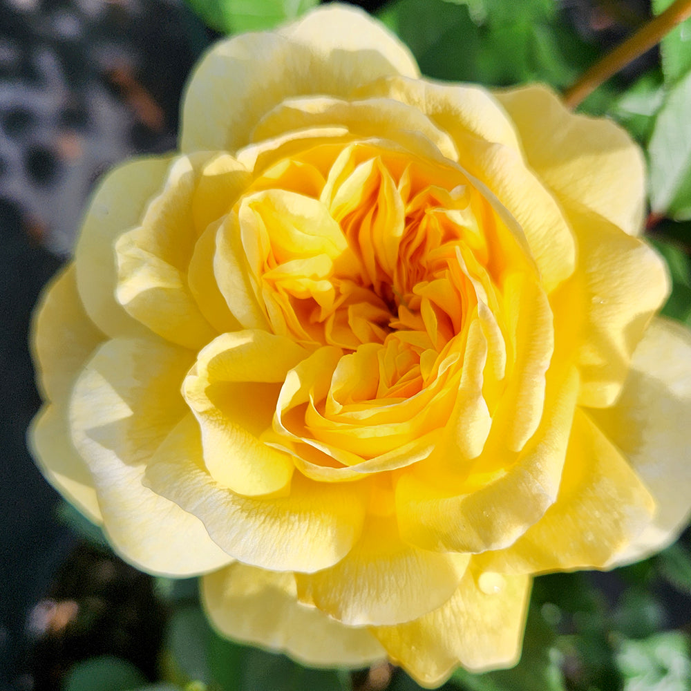 The Poets Wife David Austin Rose (Rosa 'The Poets Wife')