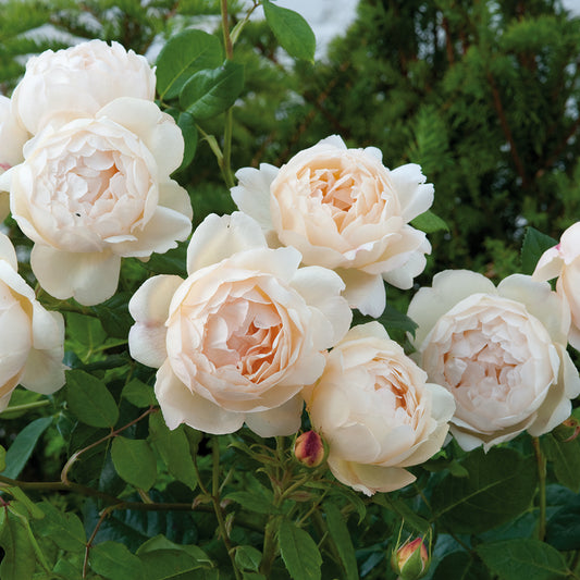 Wollerton Old Hall David Austin Rose - photo 2